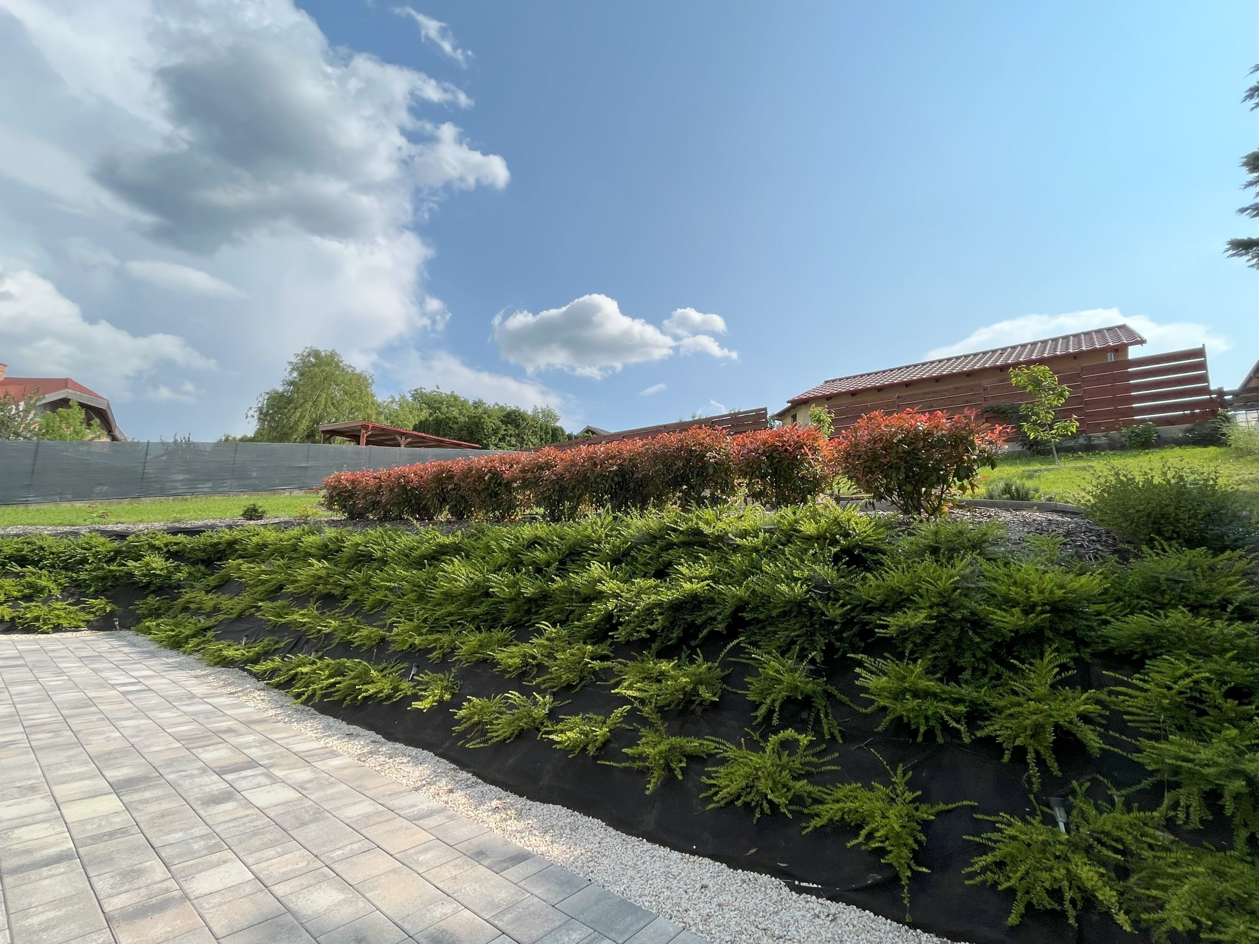 creation of a gully, planting with climbing plants